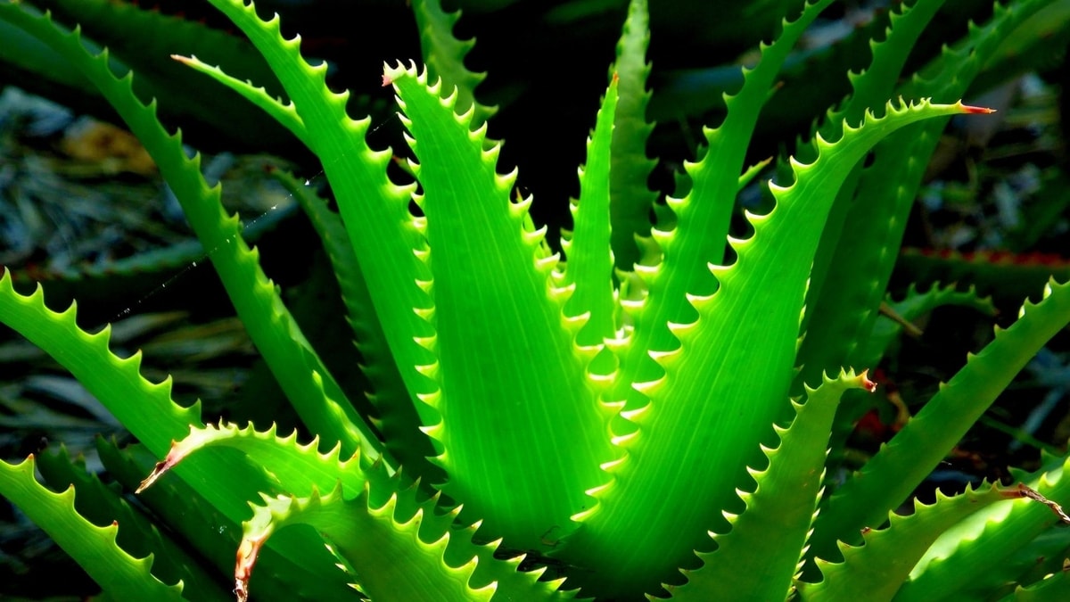 Aloe vera temperature tolerance - Tips for your succulent to survive the winter