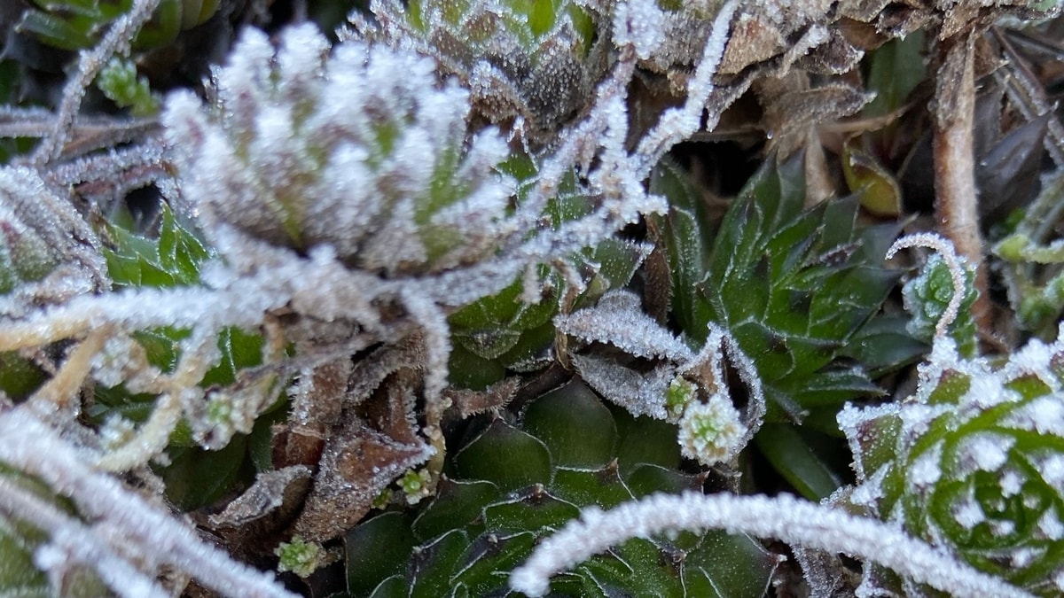 Can Succulents Survive Freezing Temperatures