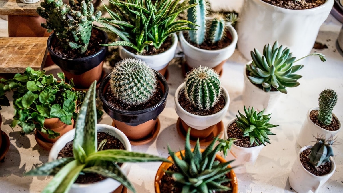 Do Succulents Need To Drain - What You Should Know