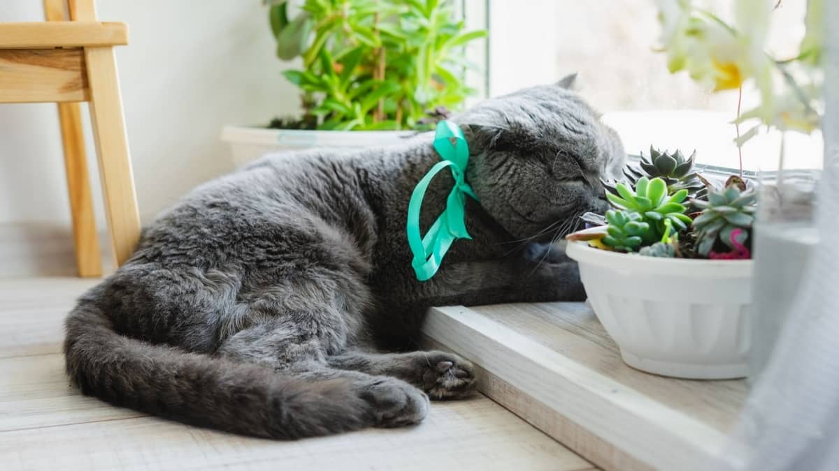 Are Succulents Bad For Cats Here's the Truth