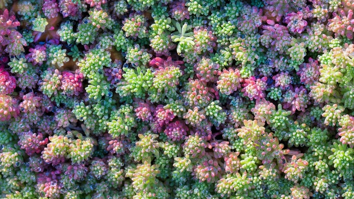 How To Grow Sedum From Seed Step By Step Guide