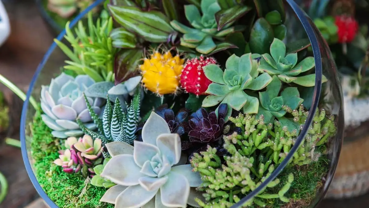 How To Make Your Own Terrarium With Succulent Plants