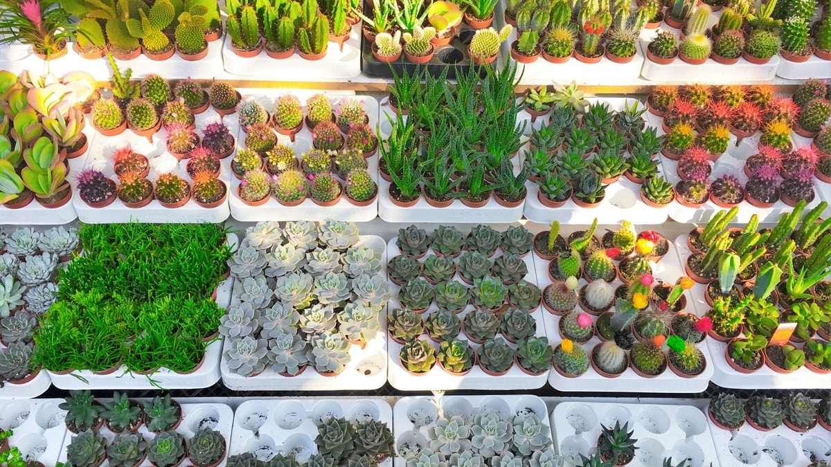 Ordering Succulents In Bulk For Business