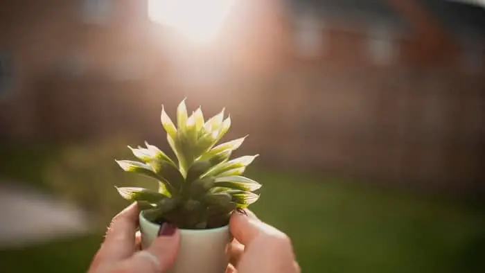  can succulents be in direct sunlight