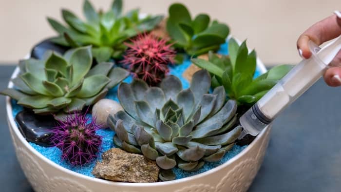  how to water a terrarium with succulents