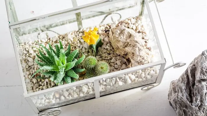where to buy pumice for plants