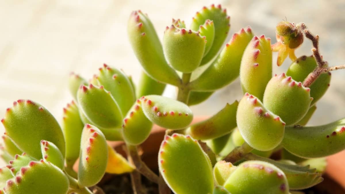 Are Your Bear Paw Succulent Leaves Falling Off