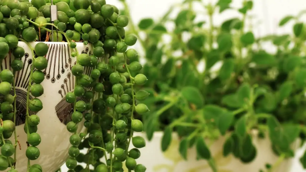Common Problems With String Of Pearls Plants