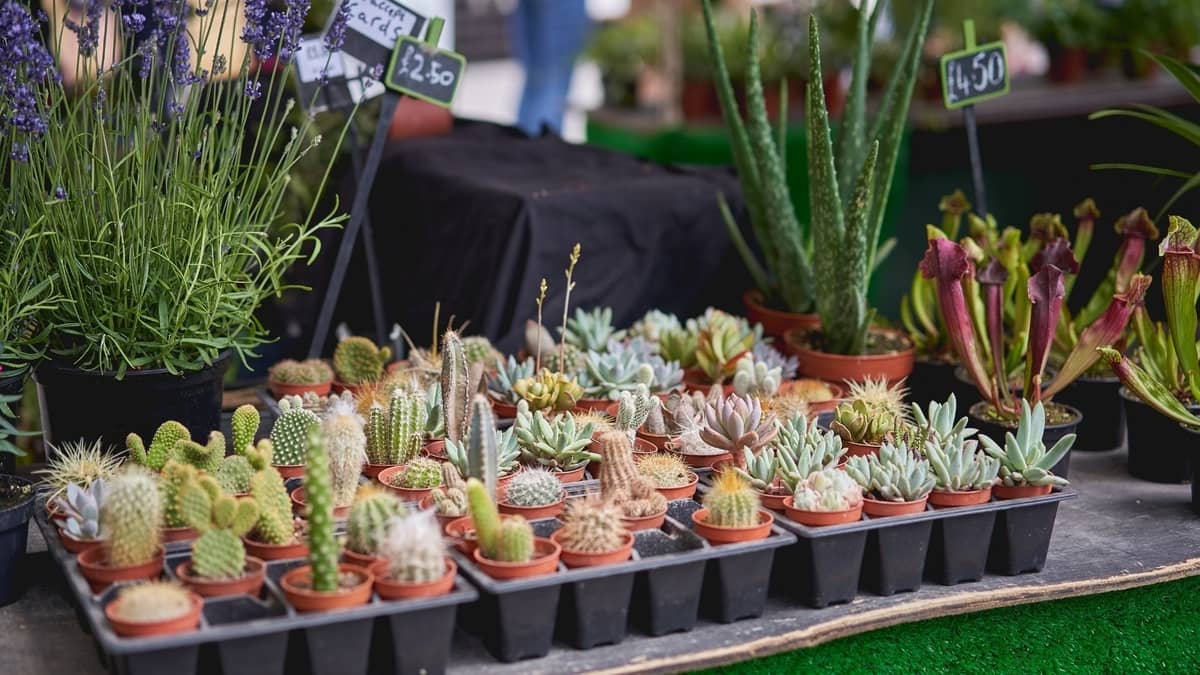 Selling Succulents At Farmers Market