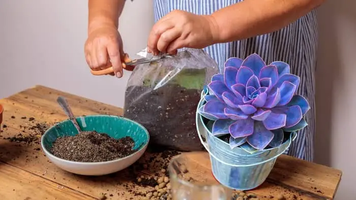  how to fertilize succulents
