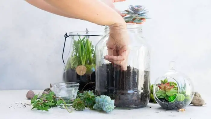  potting succulents in glass