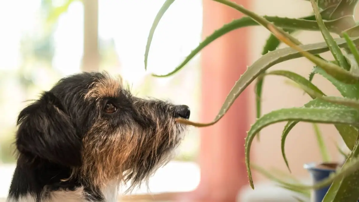 Are Succulents Toxic To Dogs Here's The Truth