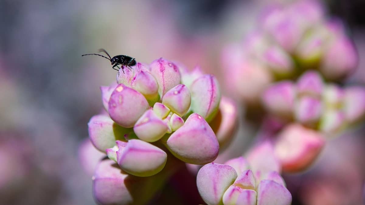 Black Bugs On Succulents: Help!