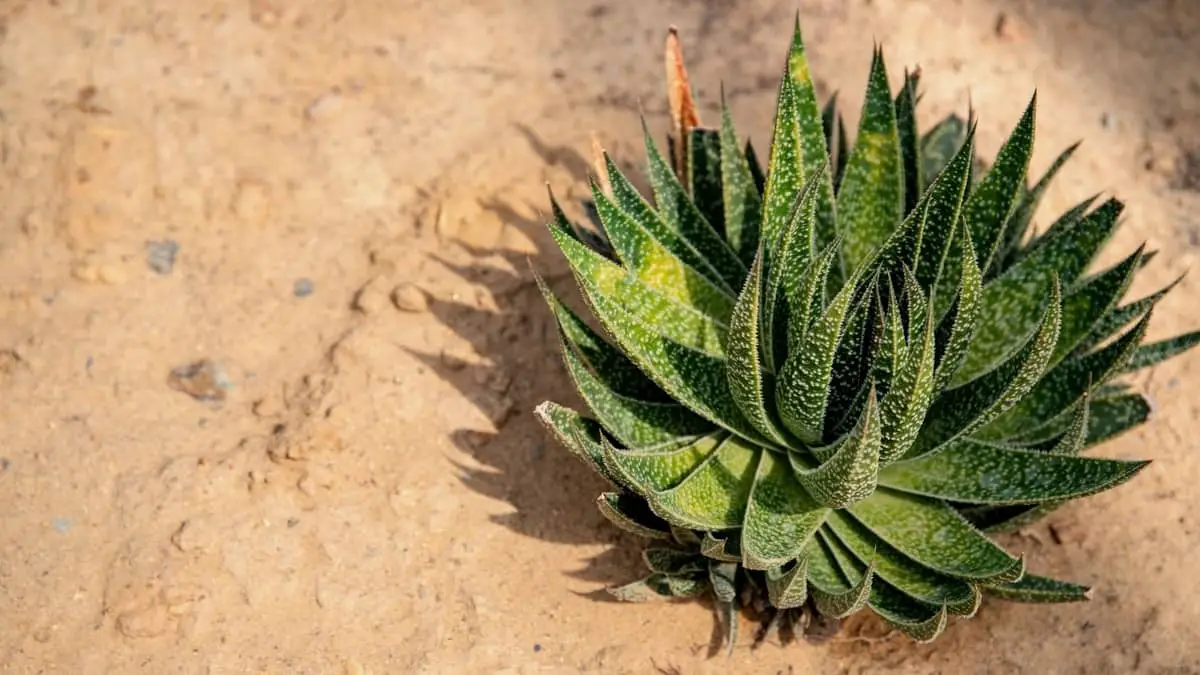 Can You Plant Succulents In The Sand