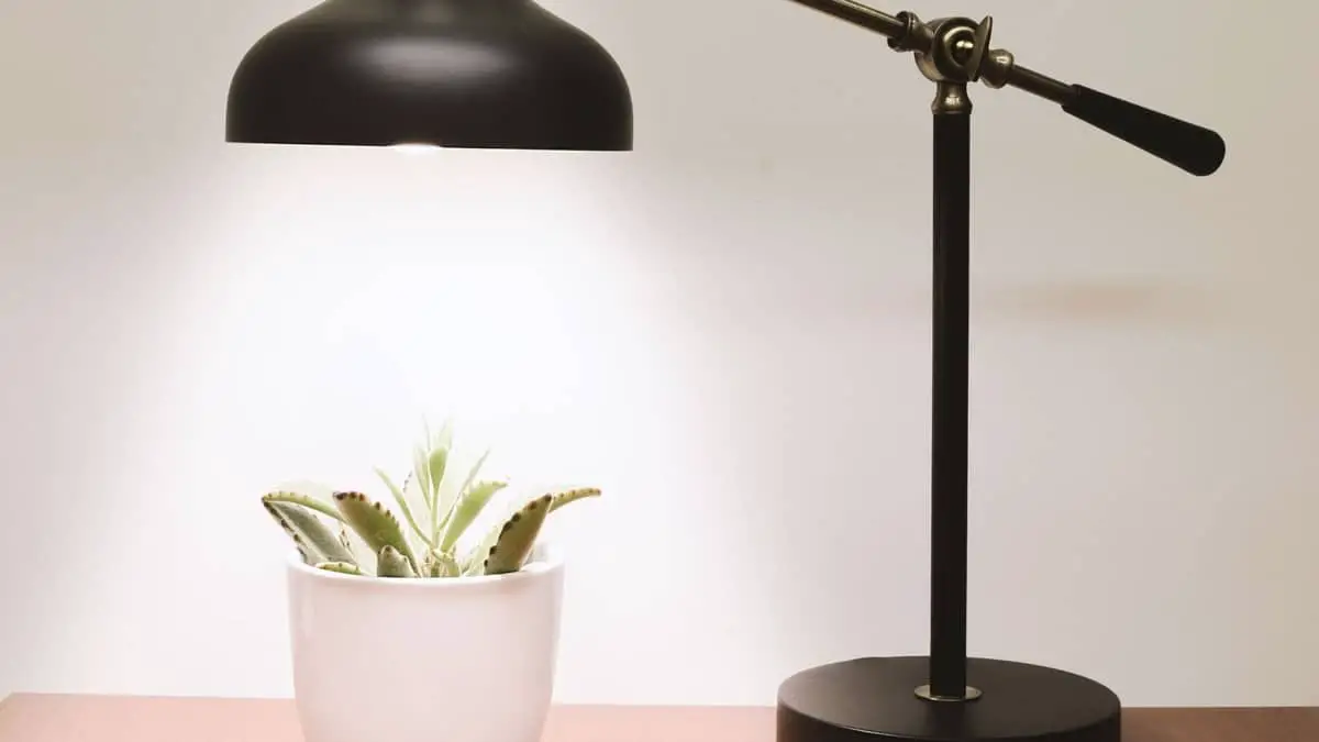 How Close Should Grow Lights Be To Plants