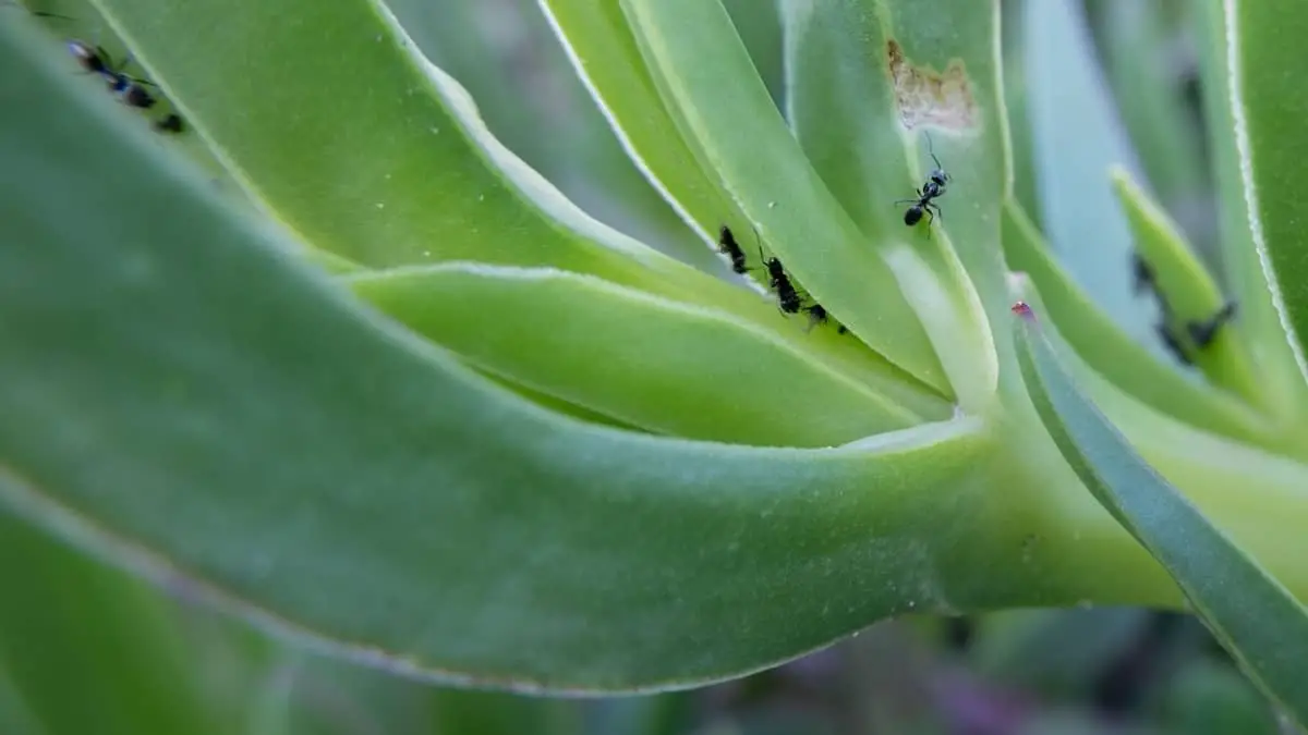 How To Drive Ants Out Potted Plants