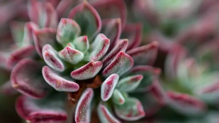  succulent turning red