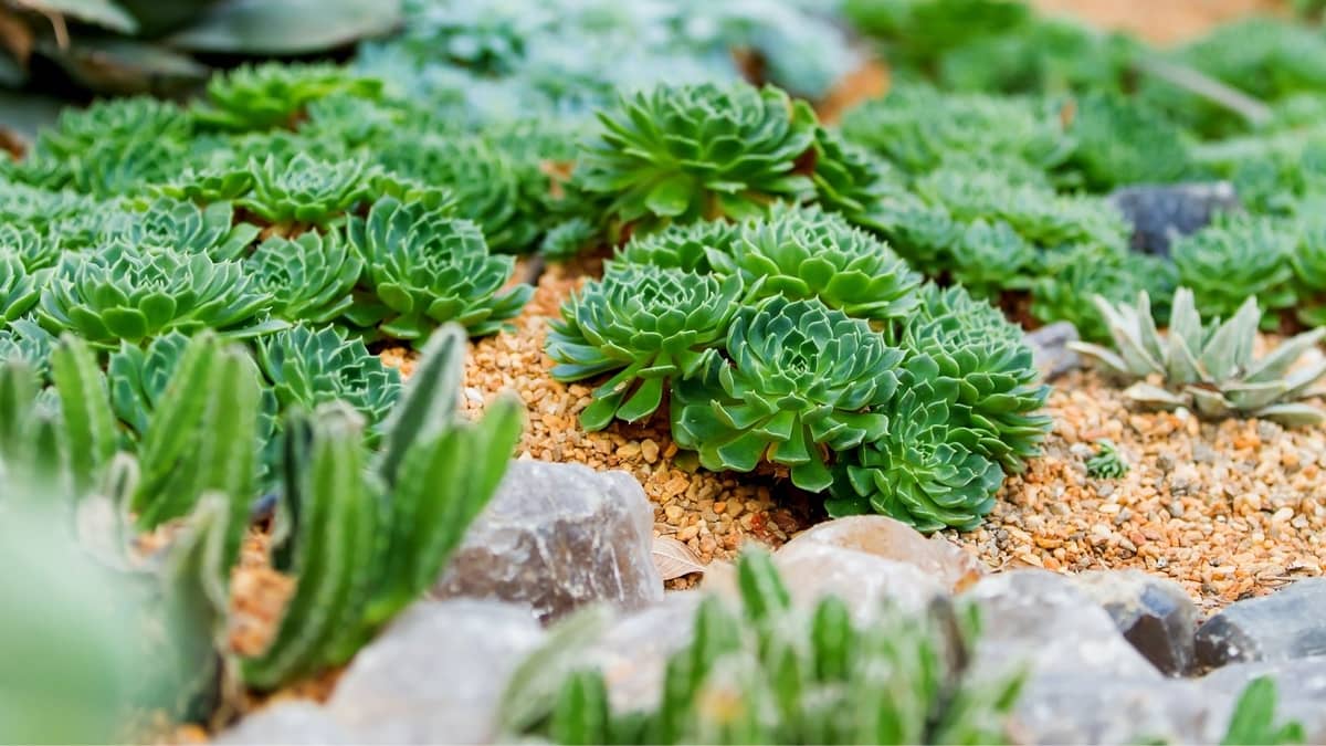 How To Make A Succulent Garden Bed