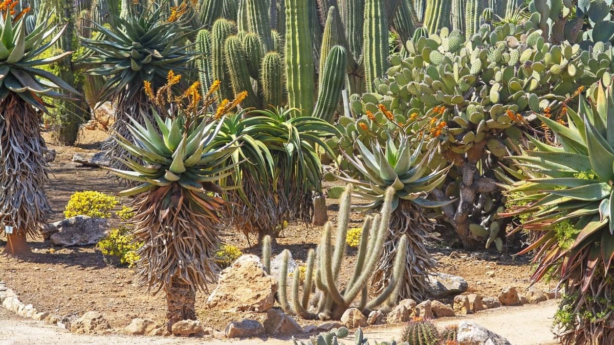 Large Succulents For Landscaping 