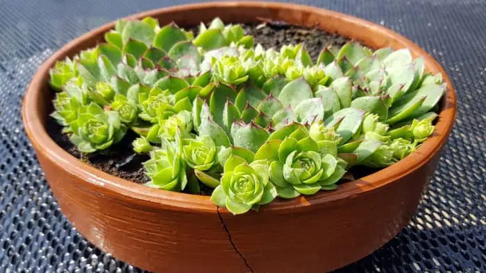 Tips On Growing Hens and Chicks Indoors For First-Timers