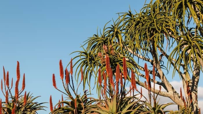 Tree Aloe 