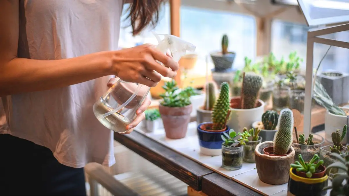 What Are The Signs Of Overwatering Succulents