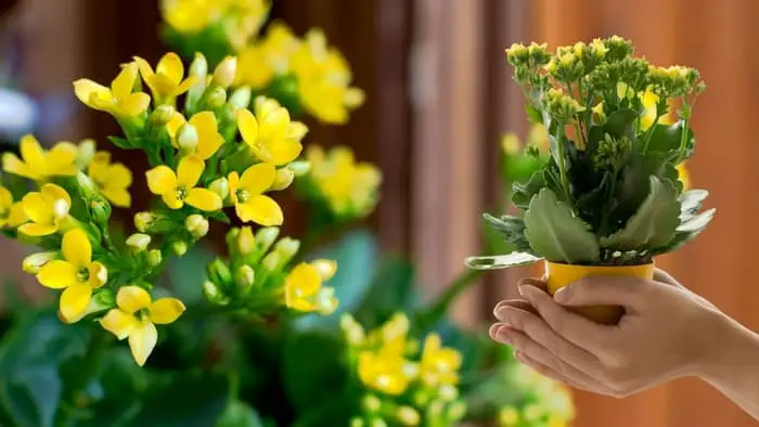All About How To Take Care Of A Kalanchoe Plant