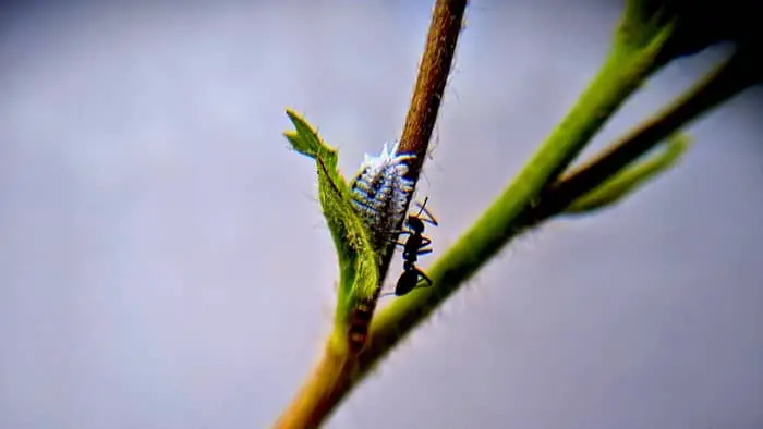 Another carrier of mealybugs is ants