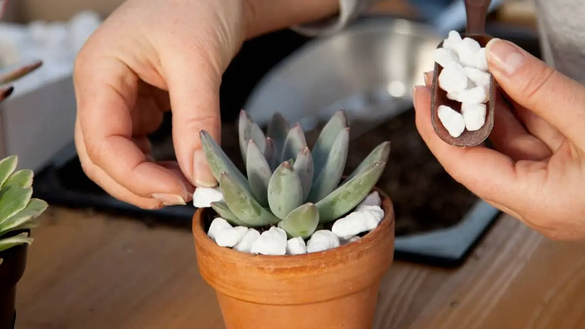 Benefits of Putting Rocks On Top Of Potted Plants