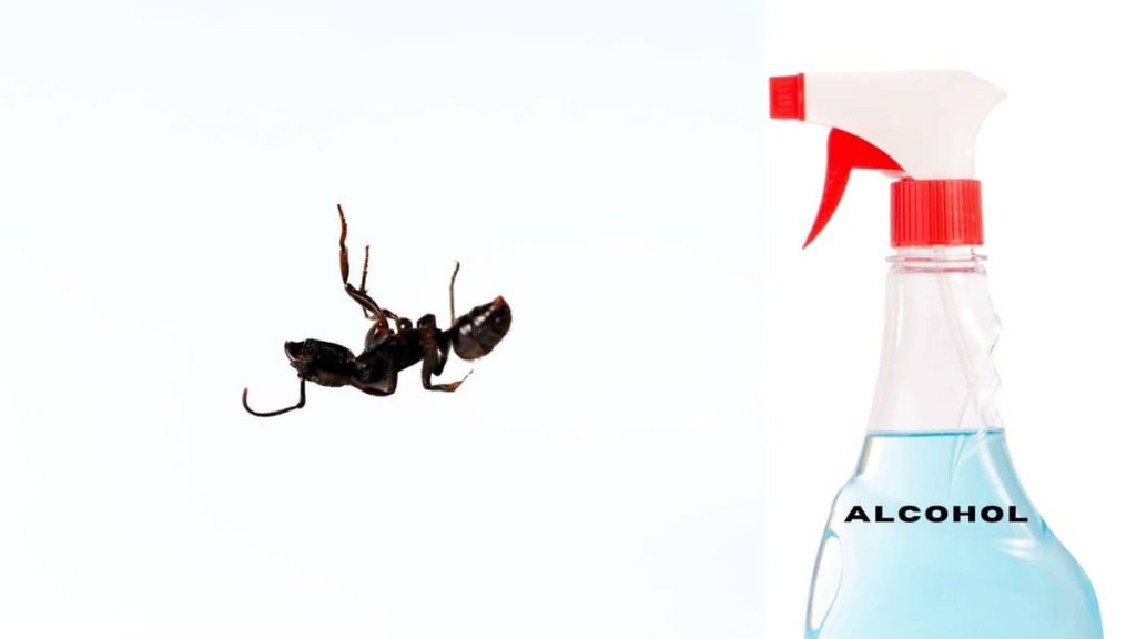 does-alcohol-kill-ants-know-the-facts-succulents-help