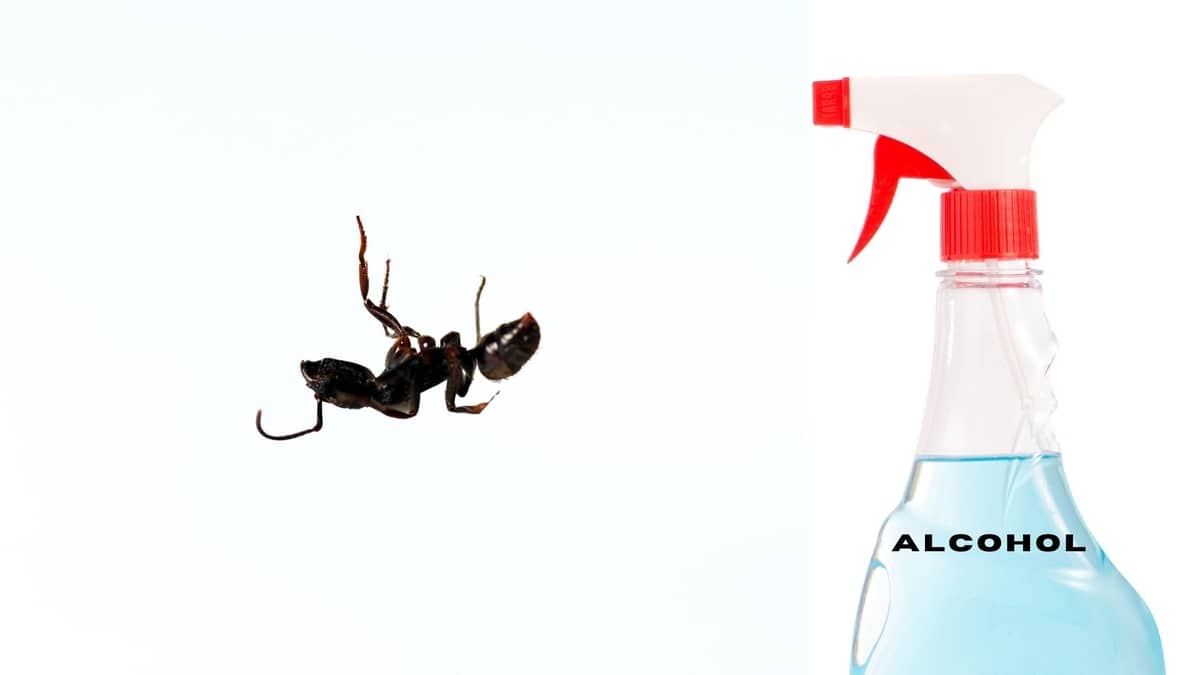 Does Alcohol Kill Ants: Know The Facts