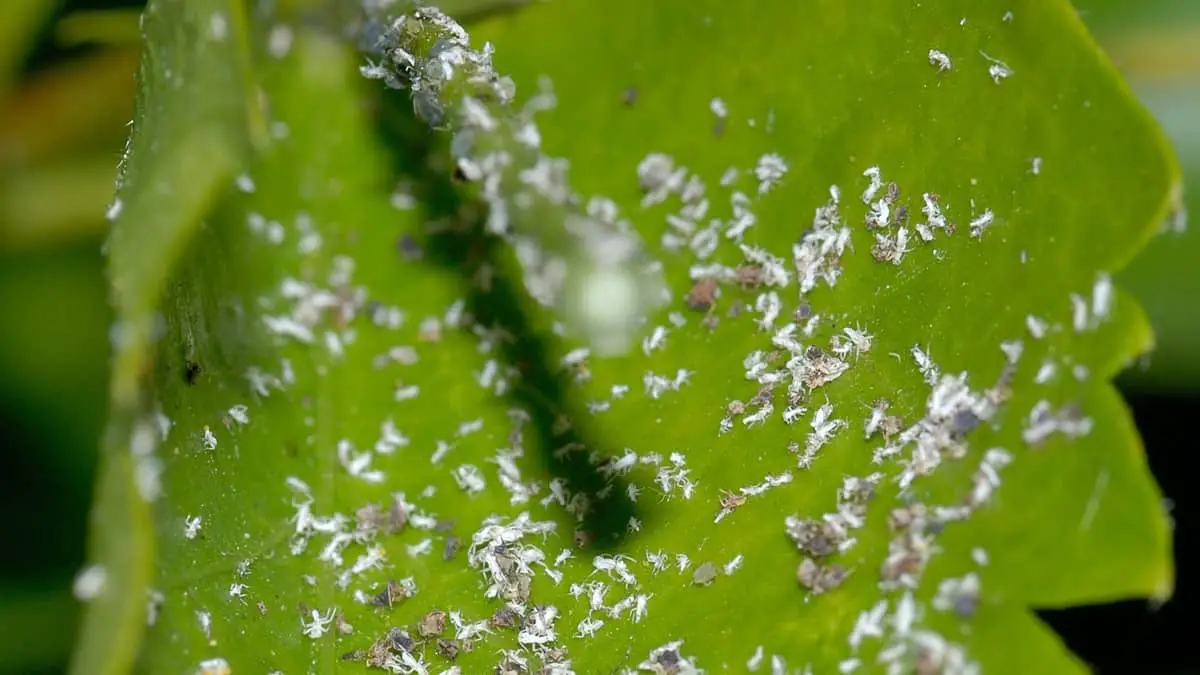 How To Get Rid Of The Small White Fuzzy Bugs In Plants Succulents Help