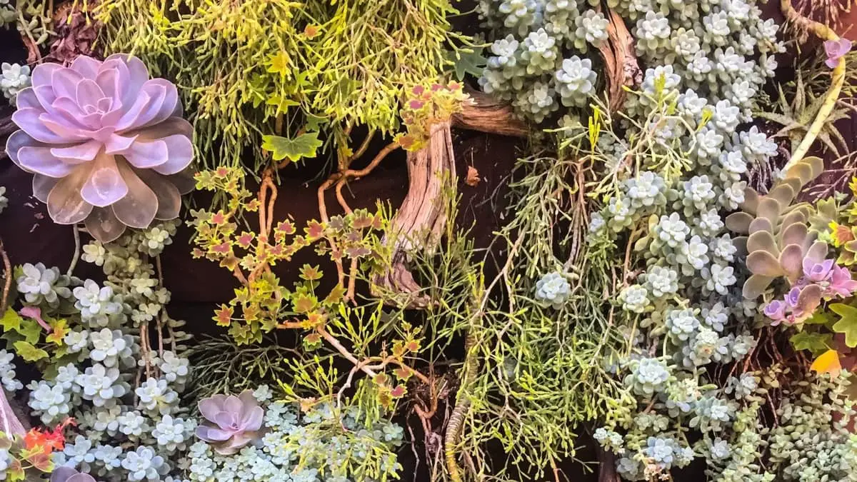 How To Have A Vertical Succulent Garden