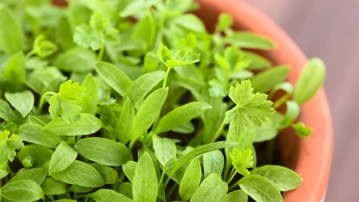 Many Small Parsley Seedlings in a shawoll plant pot