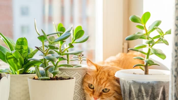 The jade plant is extremely poisonous to dogs and cats