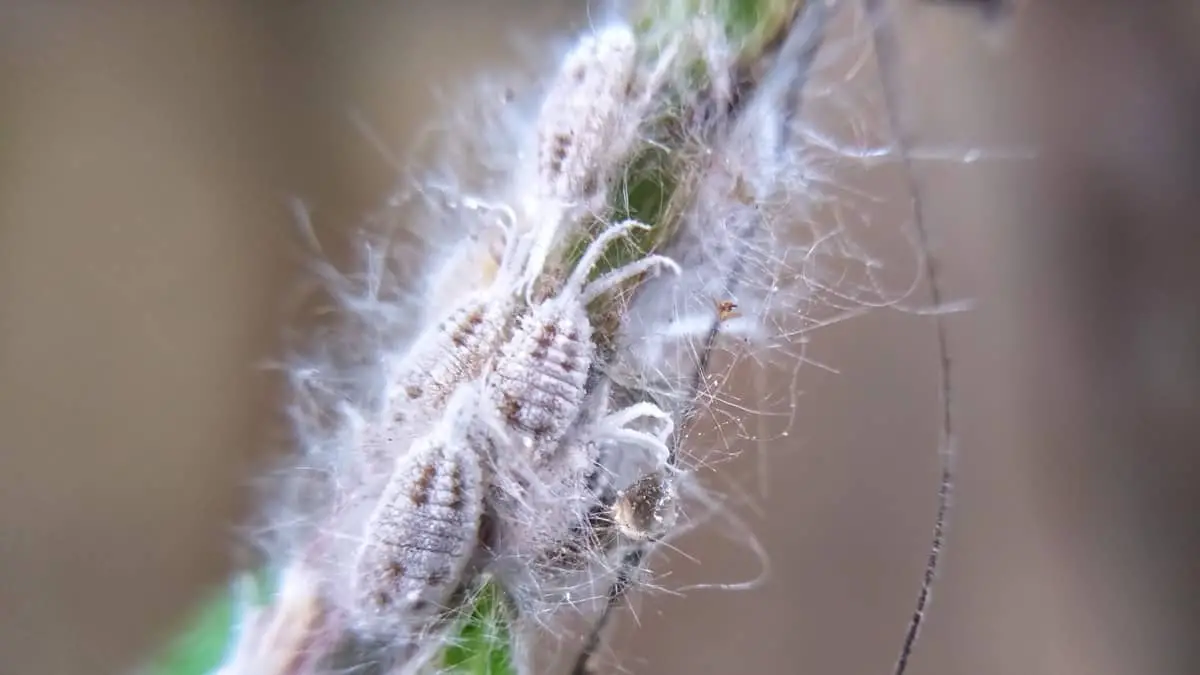 Where Do Mealybugs Come From