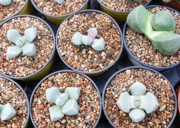  when to plant succulents