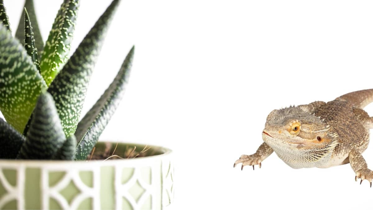 Are Succulents Safe For Bearded Dragons
