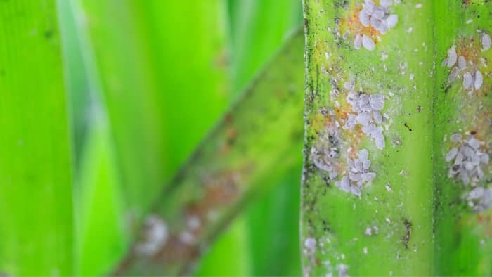 Cure for Mealybugs