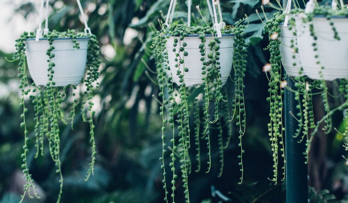 Is String Of Pearls Plant Poisonous To Humans
