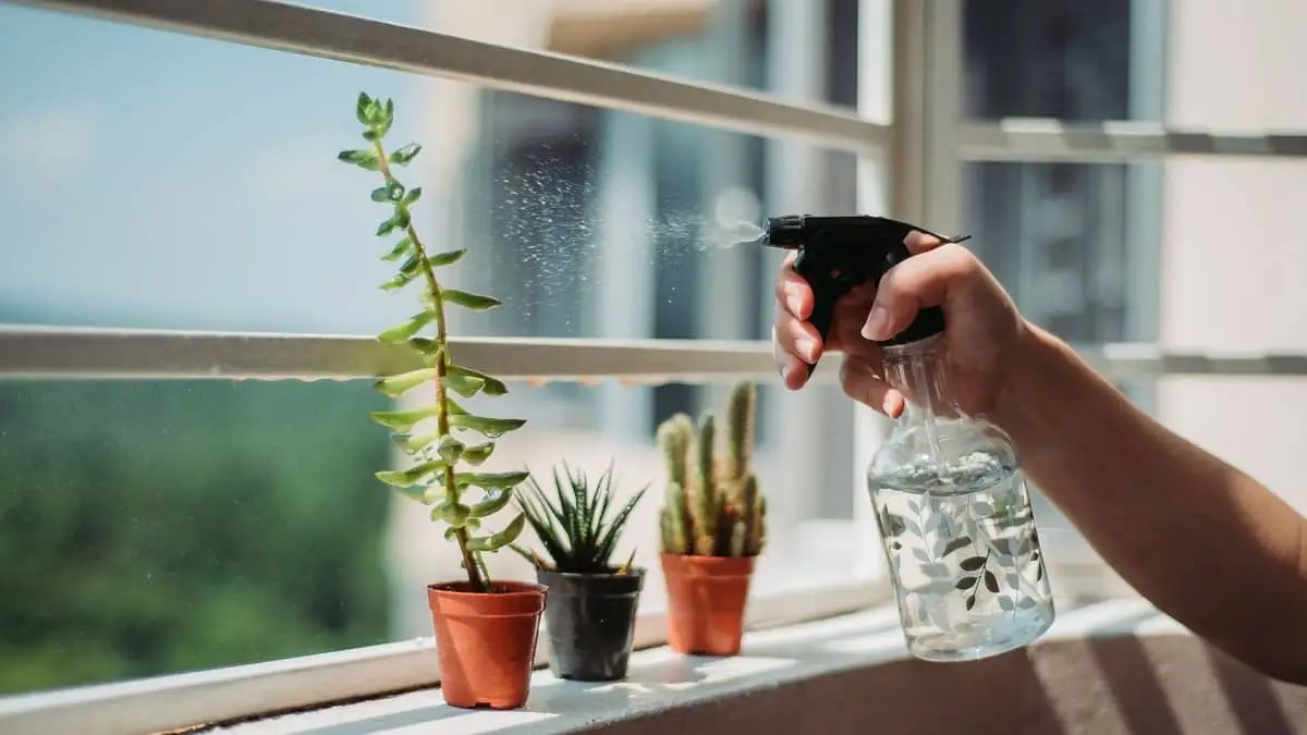 Tips For Making An Effective DIY Spider Mite Spray - Succulents Help