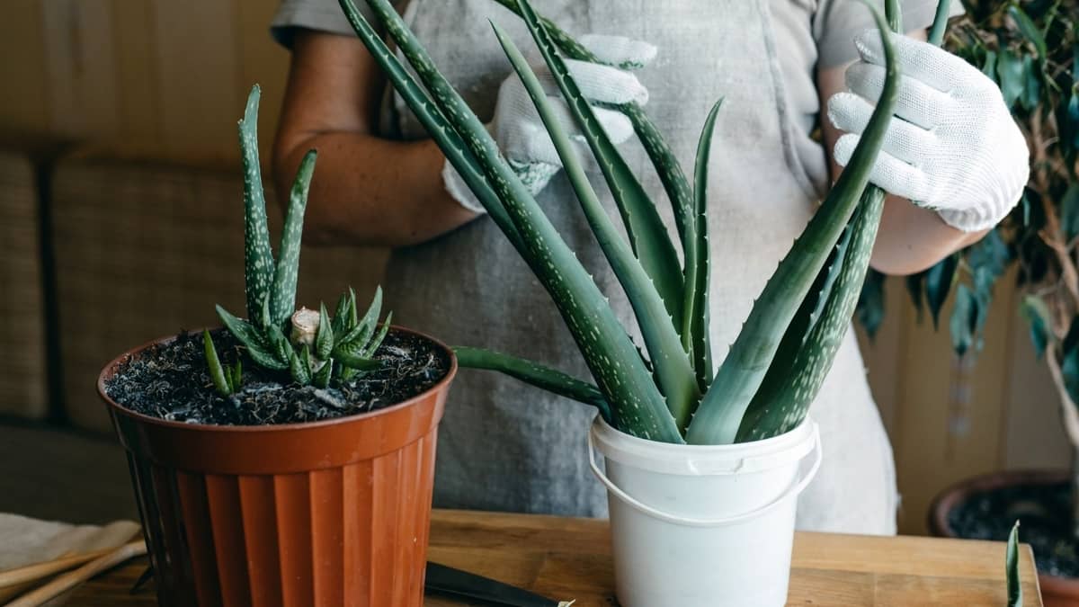 Tips For Repotting Aloe Vera Long Stem