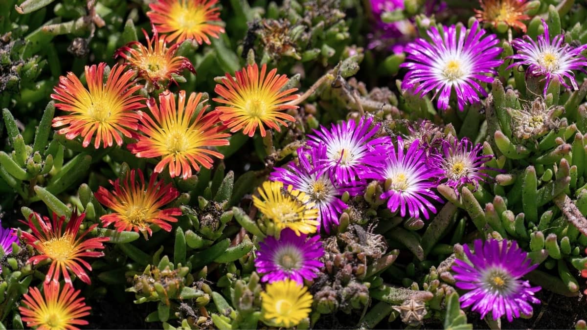 What Are The Different Types Of Ice Plants