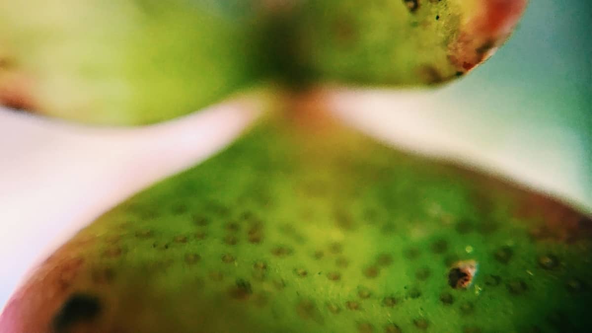 what-are-those-little-black-dots-on-succulents-succulents-help