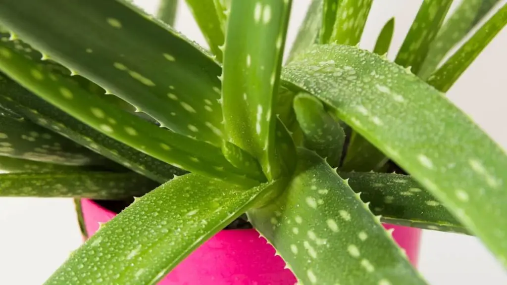 Why Are My Aloe Vera Plant Leaves Bending - Succulents Help