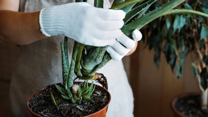 repotting an aloe that has developed a long stem