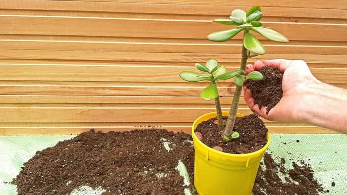 when to repot jade plant