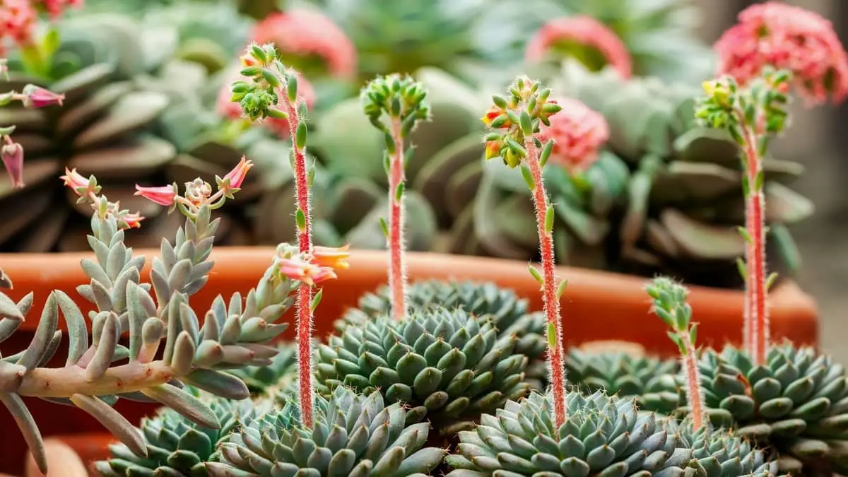 3 Best Light Cycle For Flowering Succulents