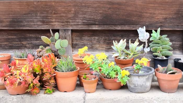 Are Clay Pots With Holes Better For Succulents