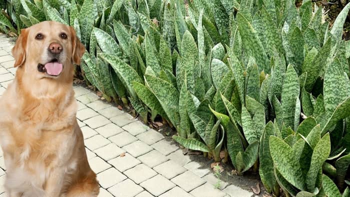 Are Snake Plants Toxic To Dogs